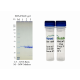 Kras Wild Type (WT), GST-tag  